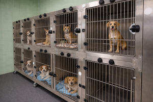 Jaulas de Hospitalización Perro